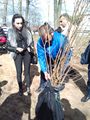 Посадка деревьев в г. Пушкино на «Аллее памяти» (24.04.2015) 1.jpg