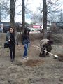 Посадка деревьев в г. Пушкино на «Аллее памяти» (24.04.2015) 4.jpg