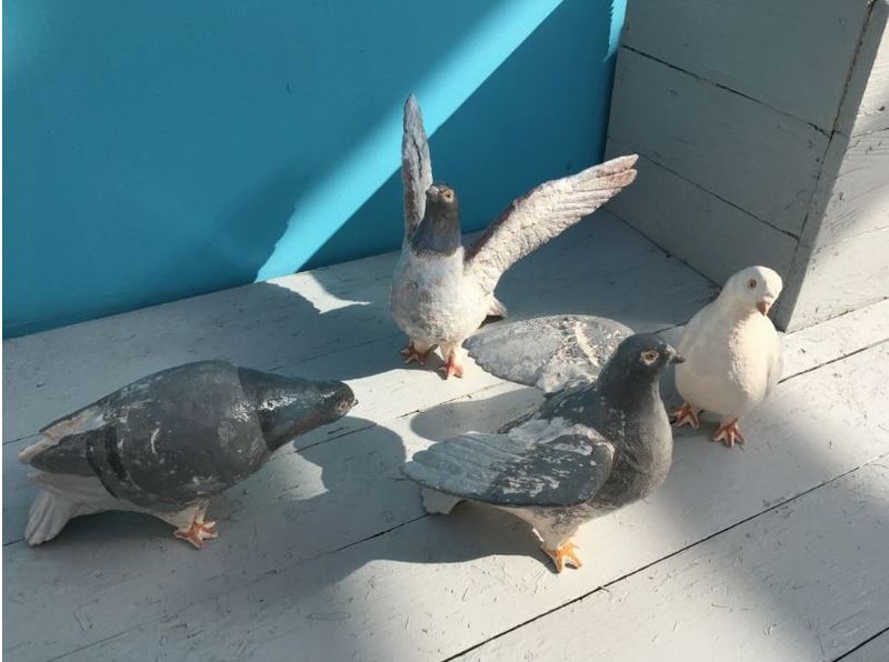 Файл:Московские голуби.JPG